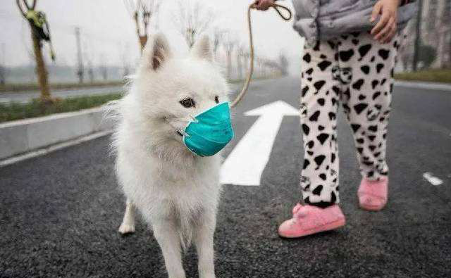 SASR-Cov-2 แพร่กระจายไปยังสัตว์เลี้ยงหรือไม่?